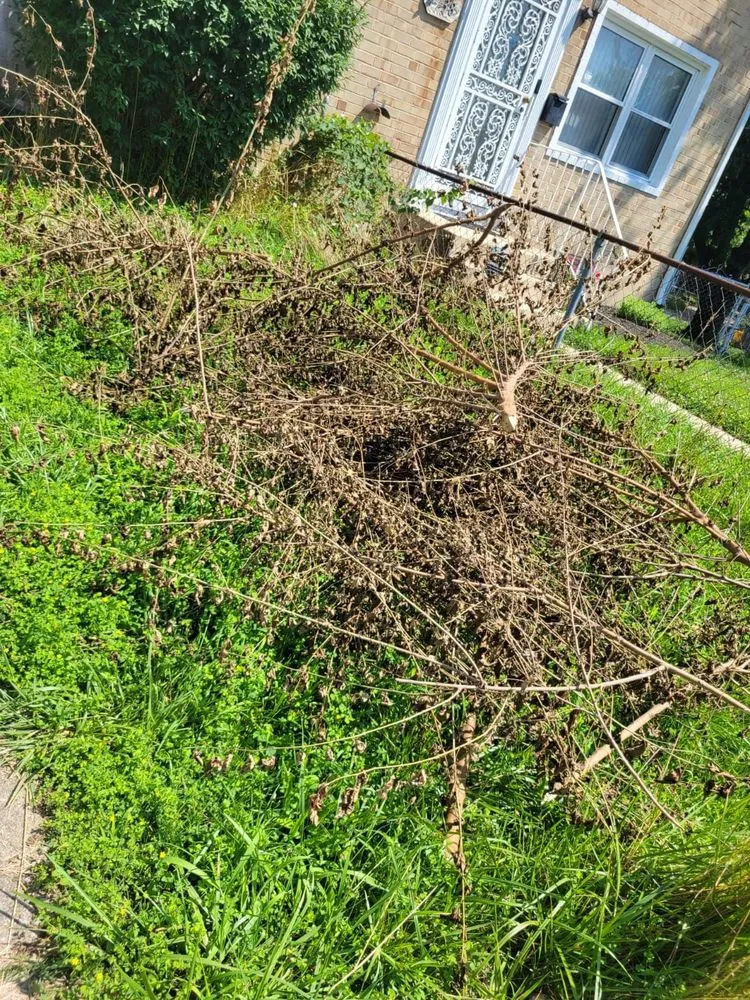 Affordable yard maintenance in MD, MD by BG Martinez Landscaping