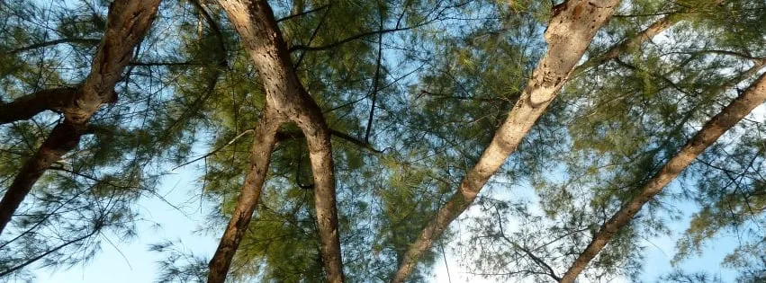 Reliable outdoor landscaping in Miami, FL - B&G Property Maintenance