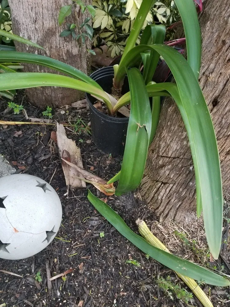 Top-rated lawn mowing service in Miami, FL by B&G Property Maintenance