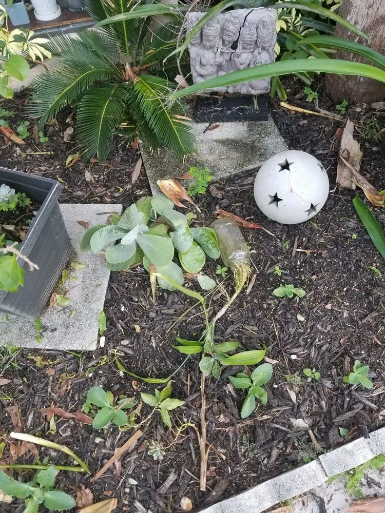 Expert lawn care service experts serving Miami, FL - B&G Property Maintenance