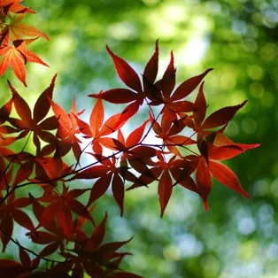 Affordable landscape installation for residential properties in Miami, FL by B&G Property Maintenance