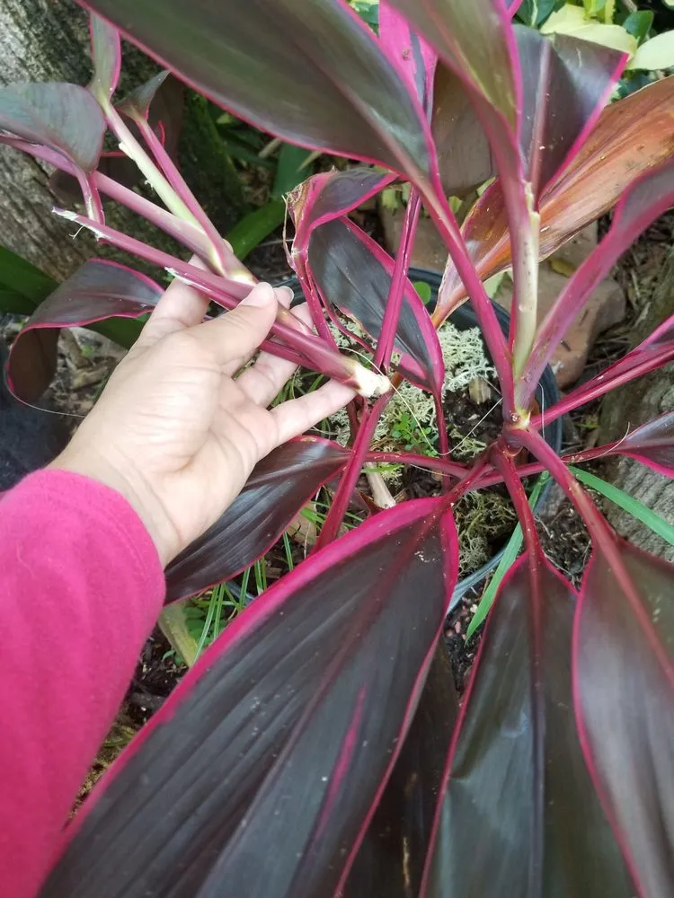 Professional lawn care service with custom design across Miami, FL - B&G Property Maintenance