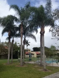 Professional yard maintenance in Miami, FL by B&G Property Maintenance