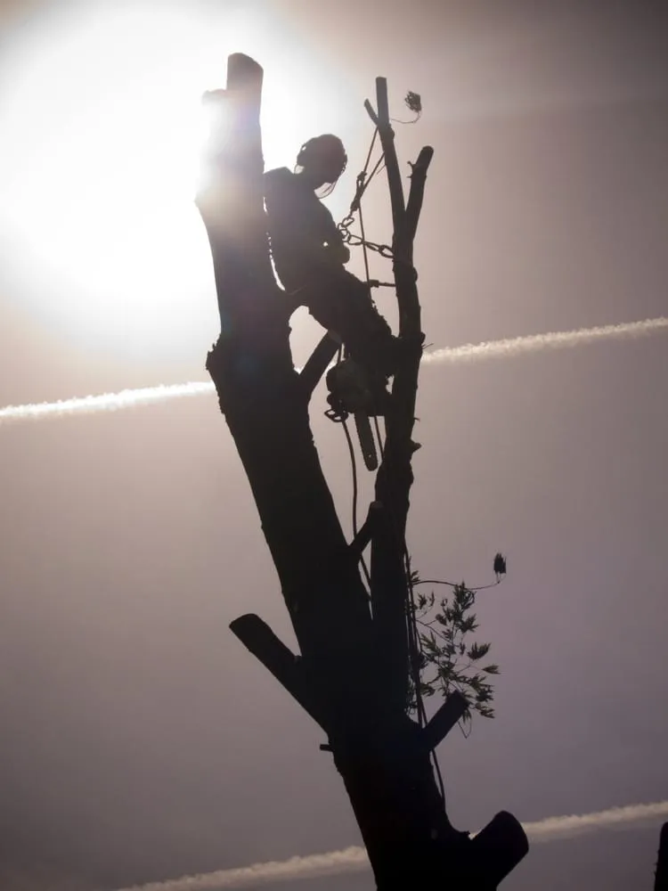 Trusted landscaping services experts serving Miami, FL - B&G Property Maintenance