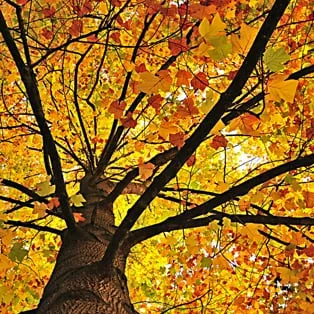 Expert landscape design for beautiful yards across Miami, FL - B&G Property Maintenance