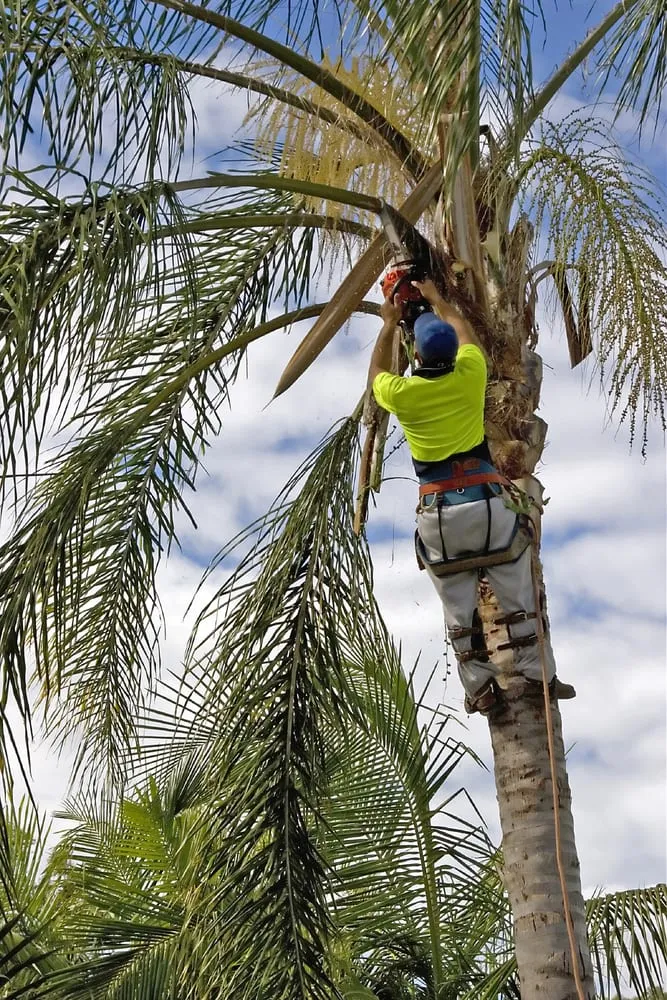 Trusted lawn mowing service in Miami, FL by B&G Property Maintenance