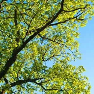 Top-rated yard cleanup service for residential properties in Miami, FL by B&G Property Maintenance