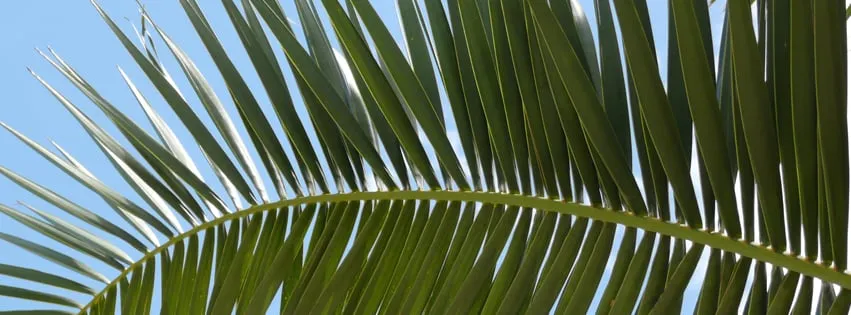 Professional garden landscaping in Miami, FL - B&G Property Maintenance