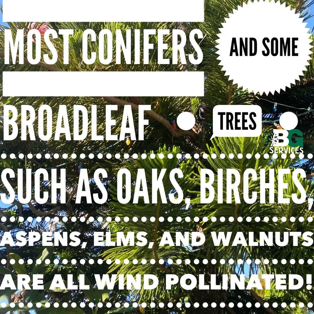 Reliable lawn mowing service near you in Spring City, PA by BG Tree Care