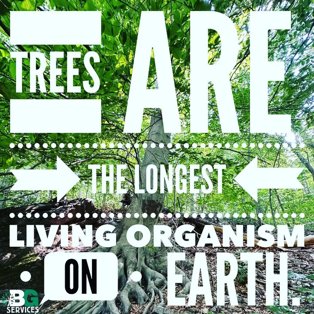 Local lawn care service near you in Spring City, PA by BG Tree Care