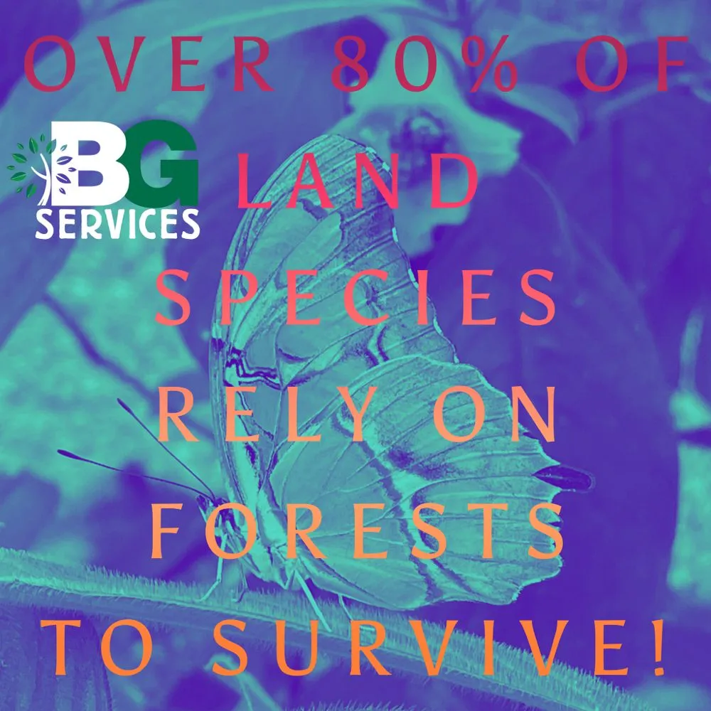 Expert lawn care service for outdoor upgrades in Spring City, PA by BG Tree Care