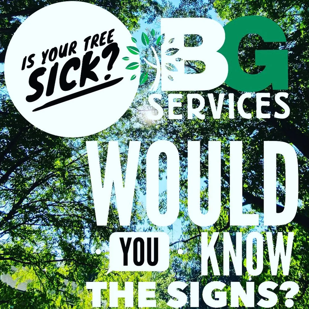 Professional yard cleanup service in Spring City, PA by BG Tree Care