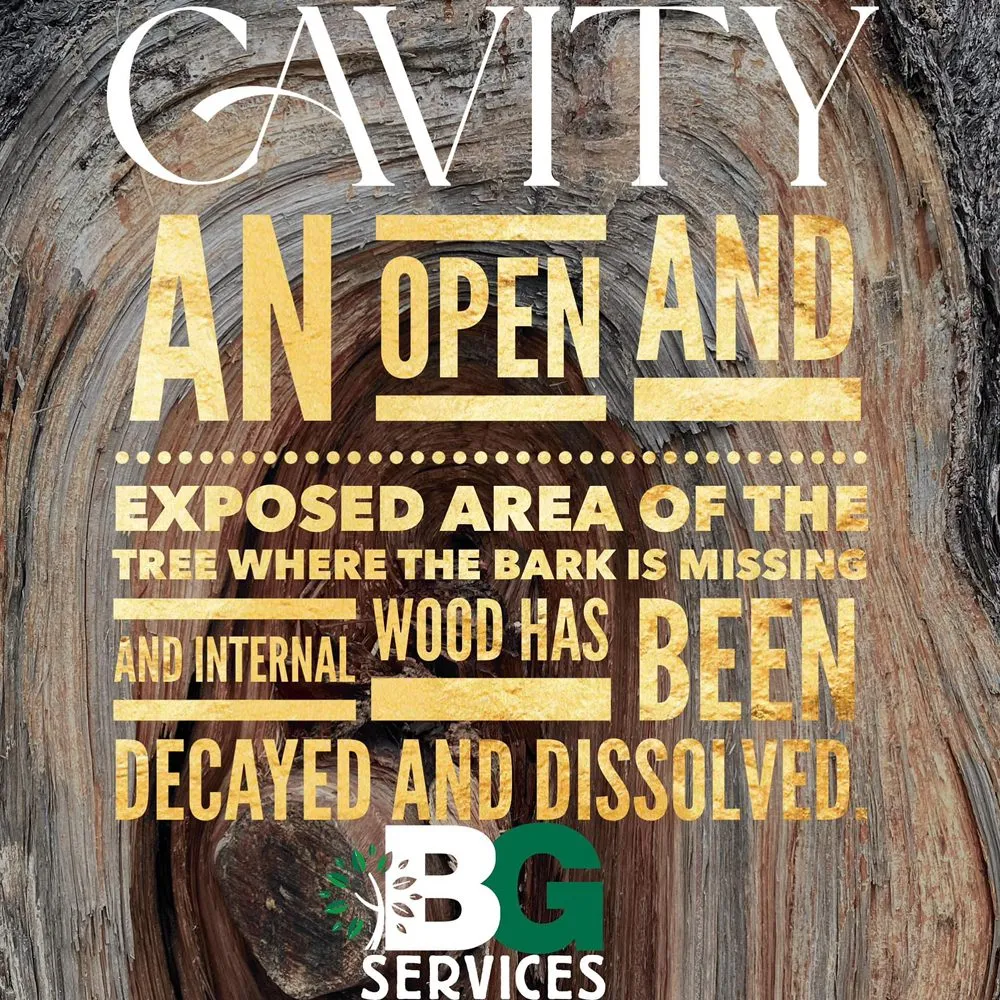 Custom yard maintenance experts serving Spring City, PA - BG Tree Care