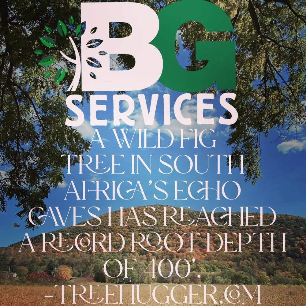Affordable garden landscaping in Spring City, PA by BG Tree Care