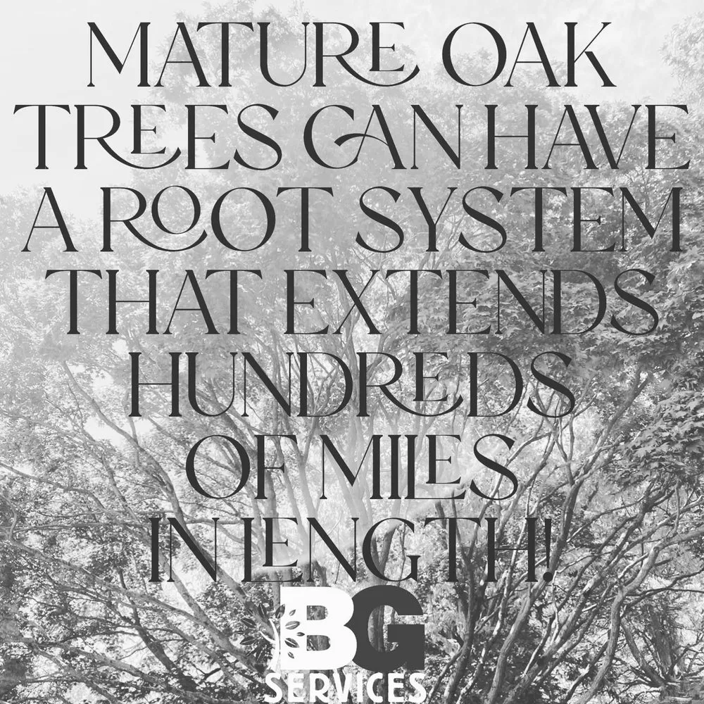 Professional landscape installation for homes across Spring City, PA - BG Tree Care