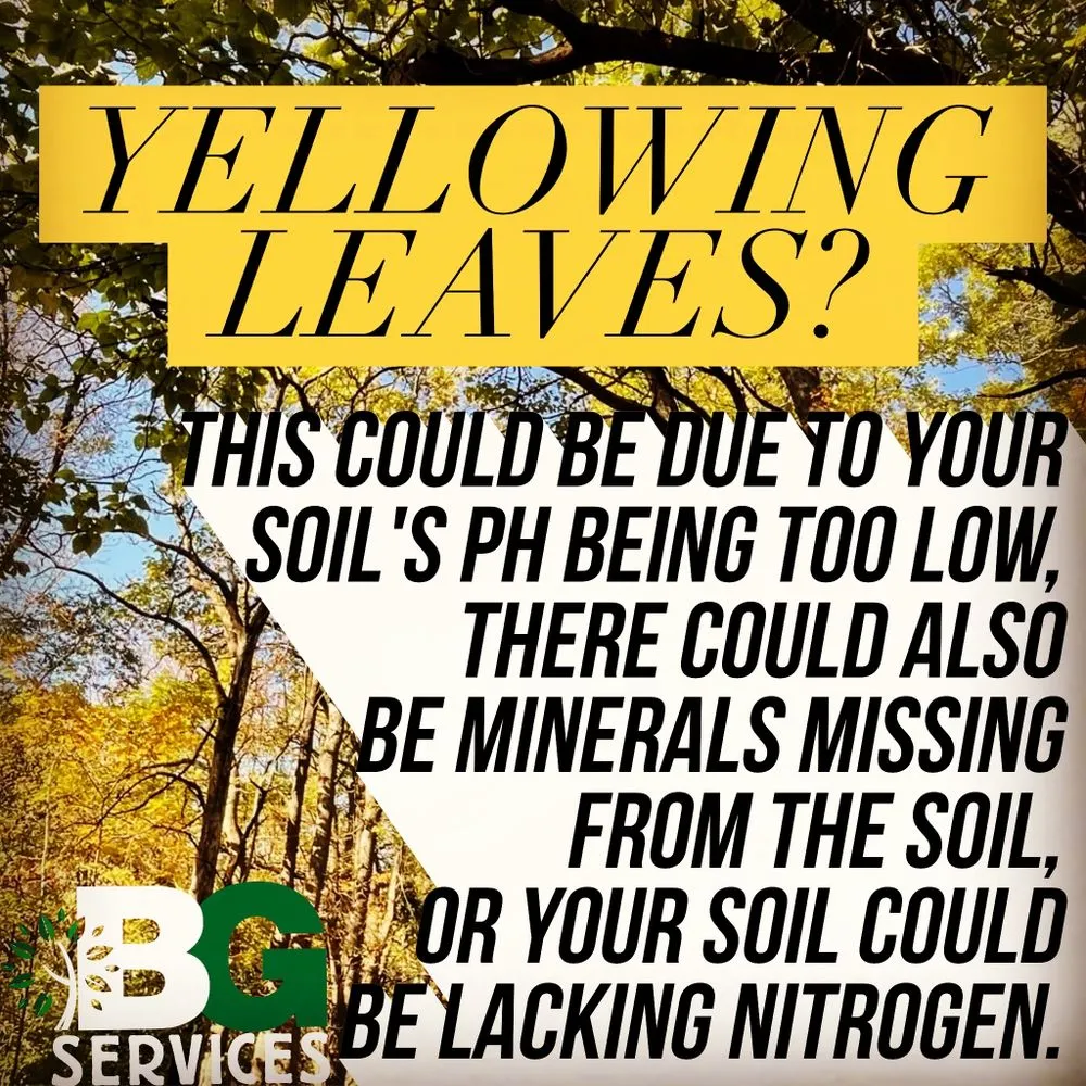 Local landscape design for year-round maintenance in Spring City, PA by BG Tree Care