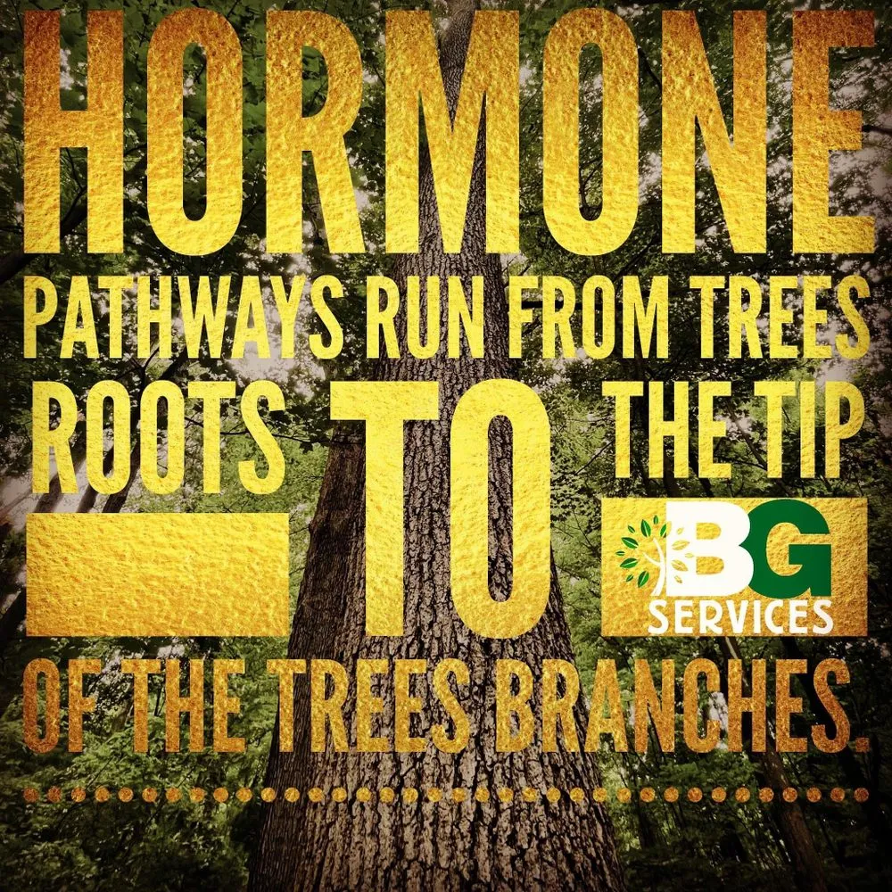 Expert residential landscaping experts serving Spring City, PA - BG Tree Care