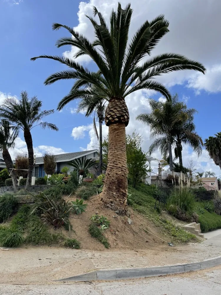 Top-rated garden landscaping experts serving Santa Ana, CA - BG Tree Service and Landscape