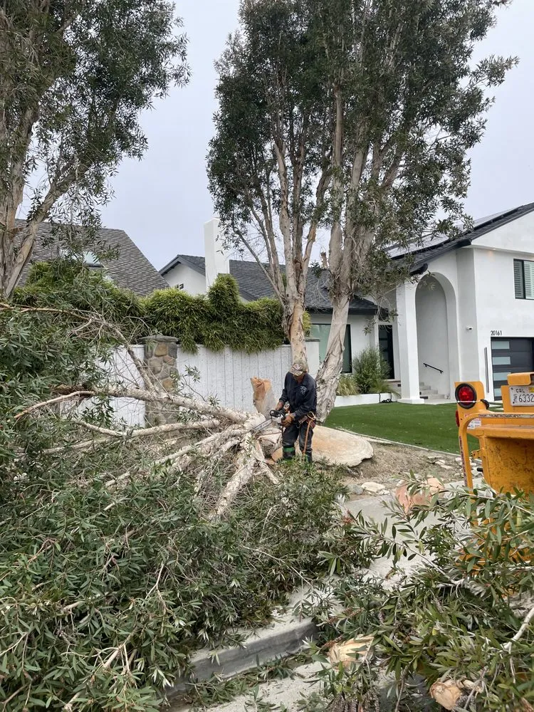 Trusted garden landscaping for beautiful yards across Santa Ana, CA - BG Tree Service and Landscape