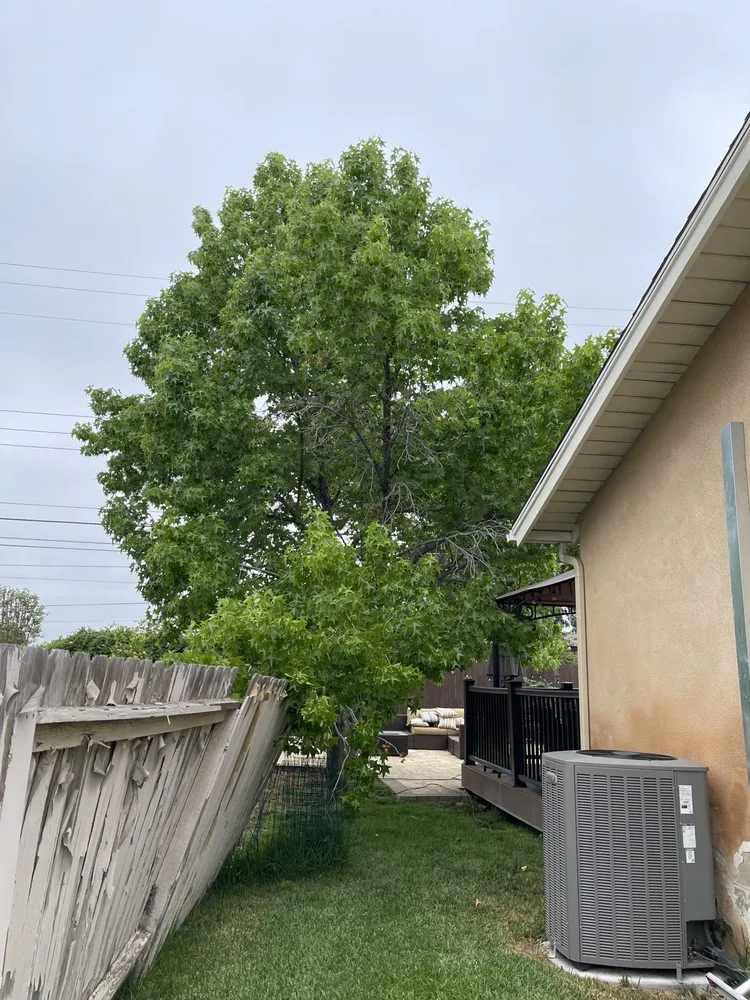 Professional yard cleanup service near you in Santa Ana, CA by BG Tree Service and Landscape