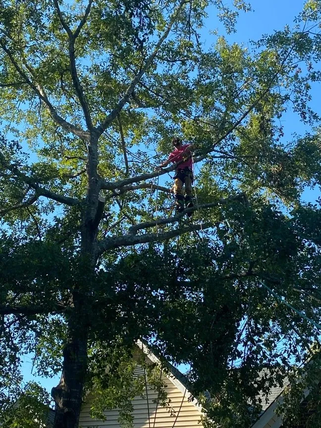 Reliable garden landscaping for homes across Asheboro, NC - B&G Tree Services and Pressure Washing