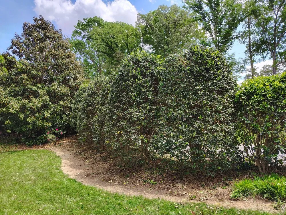 Local residential landscaping in Asheboro, NC by B&G Tree Services and Pressure Washing