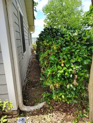 B&G Tree Services and Pressure Washing