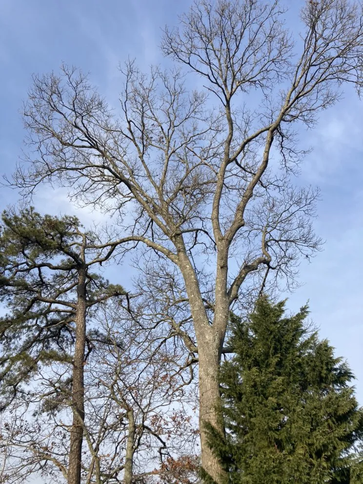 Top-rated landscape design for beautiful yards across Central Islip, NY - BGE Landscaping & Trees