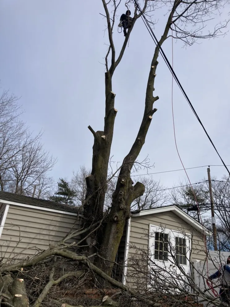 Top-rated landscape design in Central Islip, NY by BGE Landscaping & Trees