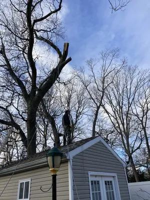 BGE Landscaping & Trees Logo