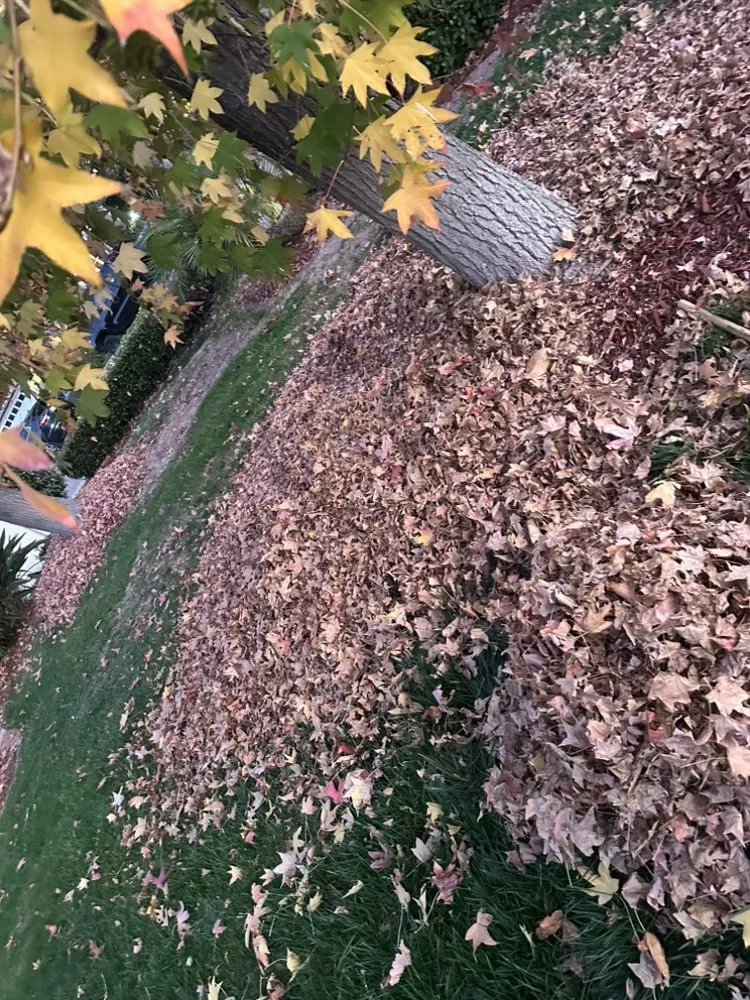 Professional lawn care service for residential properties in San Diego, CA by BGM Services