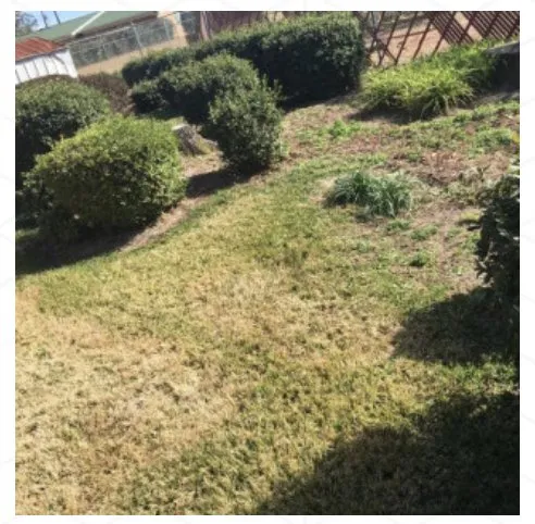 Expert yard maintenance in Tallahassee, FL by B&G’s Superior Lawn Care Services