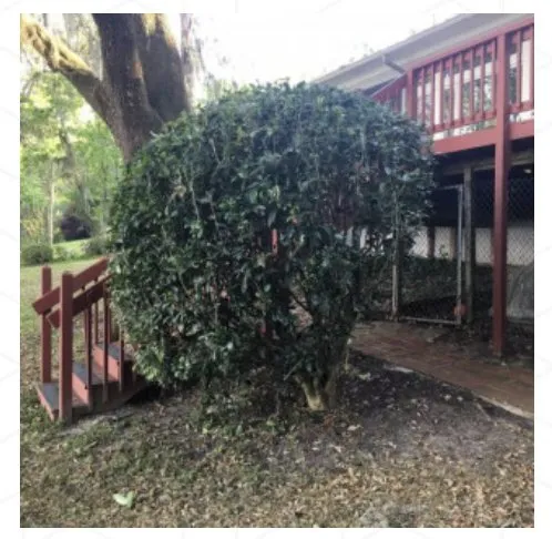 Professional landscaping services experts serving Tallahassee, FL - B&G’s Superior Lawn Care Services