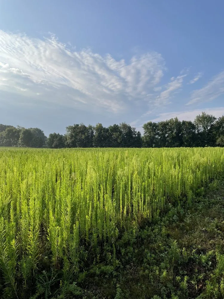 Affordable garden landscaping experts serving Mattawan, MI - BH Earth Wurx