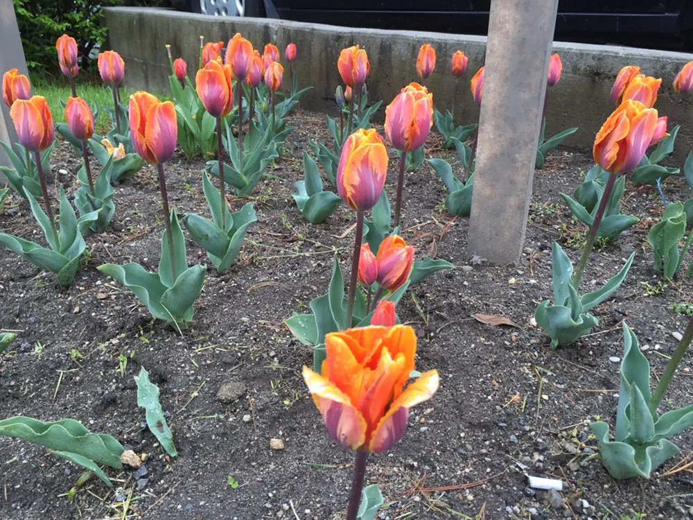 Top-rated garden landscaping experts serving Harrison, NY - BH Lawnscape