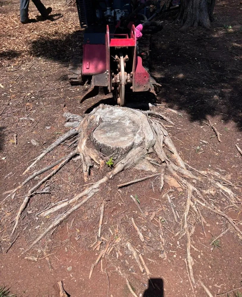 Top-rated yard cleanup service in Anderson, SC by B&H Precision Stump Solutions