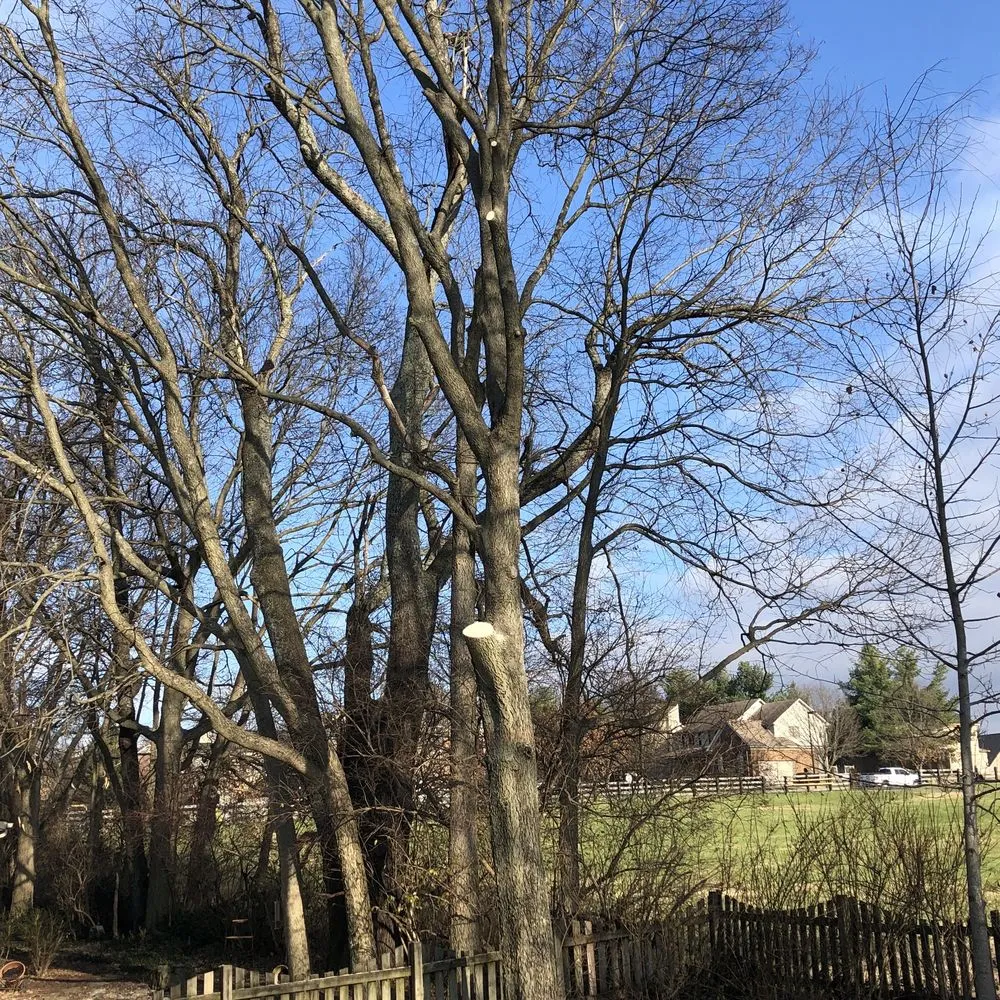 Affordable landscape design with custom design across Lexington, KY - B&H Tree Care