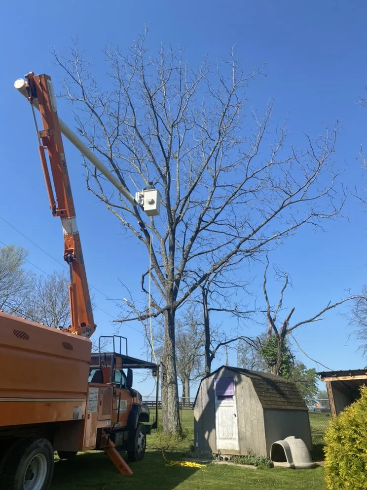 Top-rated yard cleanup service for year-round maintenance in Lexington, KY by B&H Tree Care