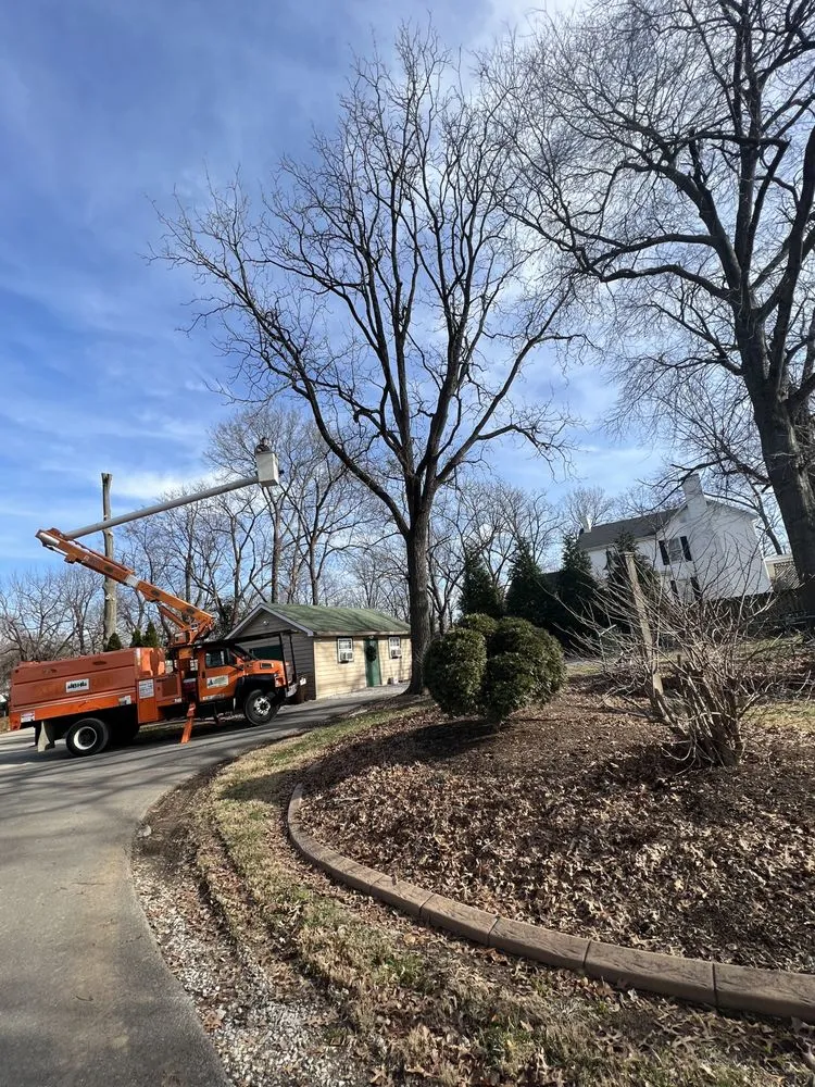 Professional yard cleanup service near you in Lexington, KY by B&H Tree Care