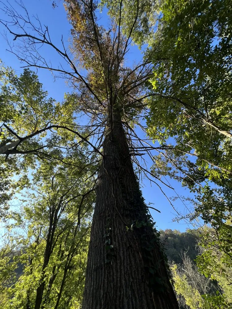 Trusted outdoor landscaping for homes across Lexington, KY - B&H Tree Care