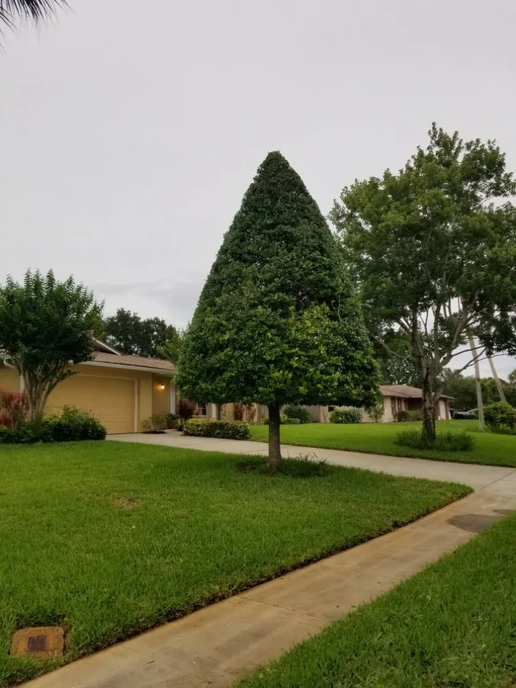 Expert landscaping services in Palm Bay, FL - BHL Tree and Land Services