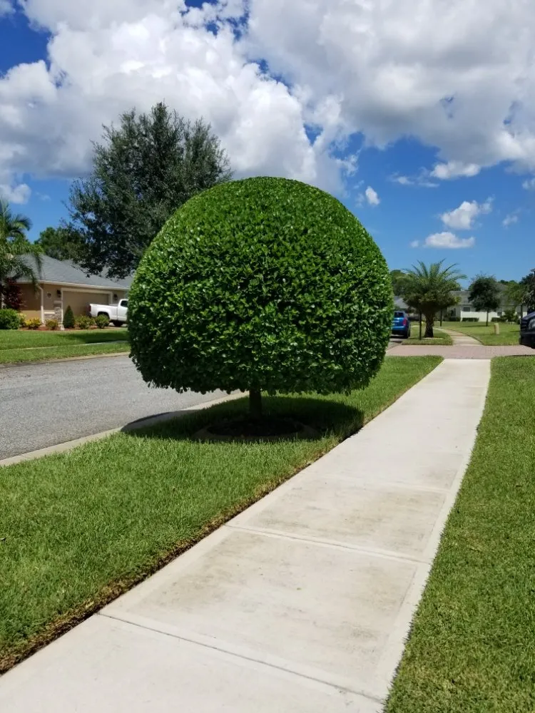 Expert landscape installation in Palm Bay, FL - BHL Tree and Land Services