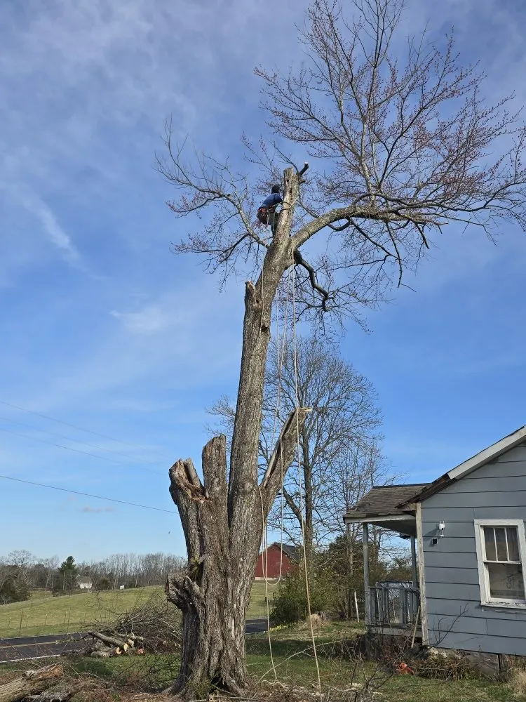 Affordable outdoor landscaping near you across Rossville, GA - Bibles Lawn & Tree
