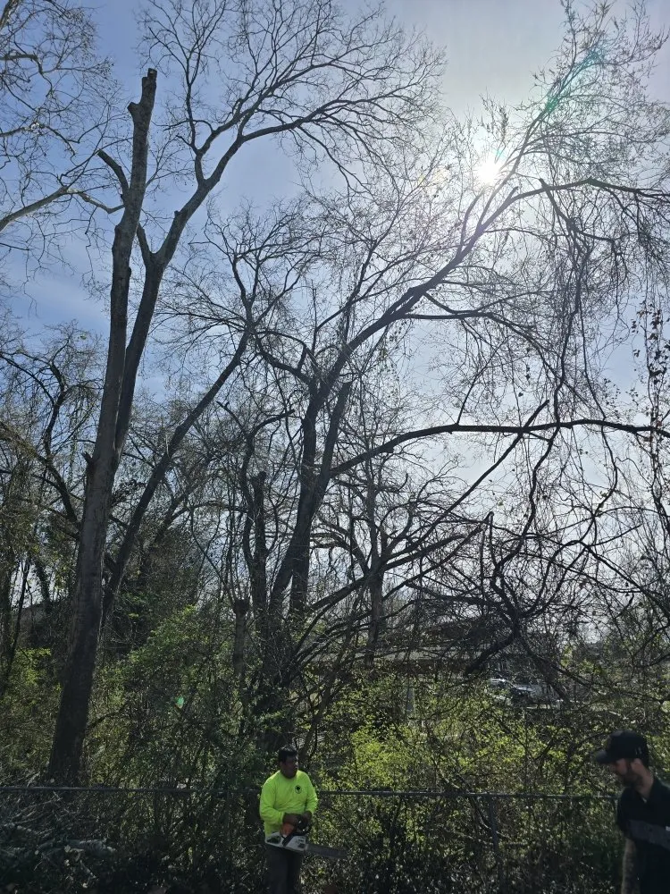 Expert lawn care service for homes in Rossville, GA by Bibles Lawn & Tree