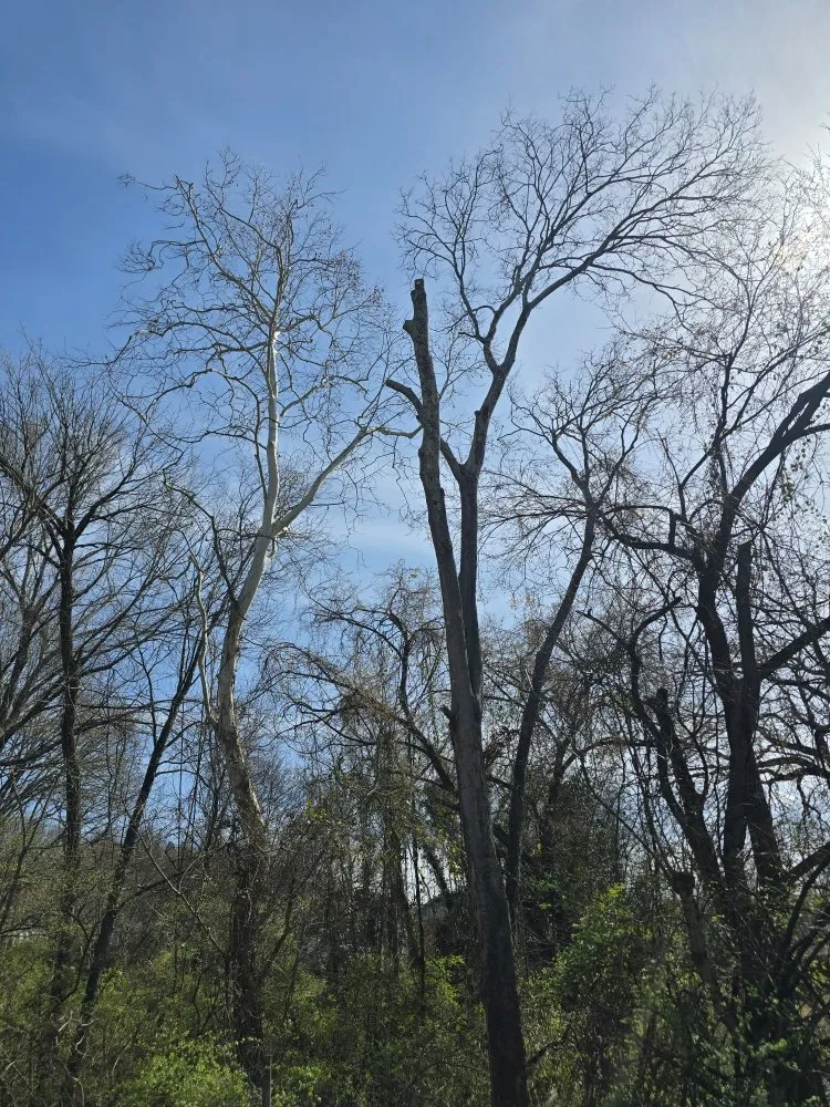 Top-rated landscape installation experts serving Rossville, GA - Bibles Lawn & Tree