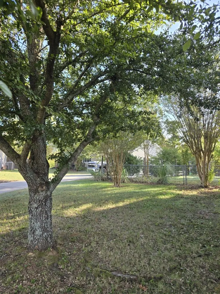 Top-rated lawn care service near you in Rossville, GA by Bibles Lawn & Tree