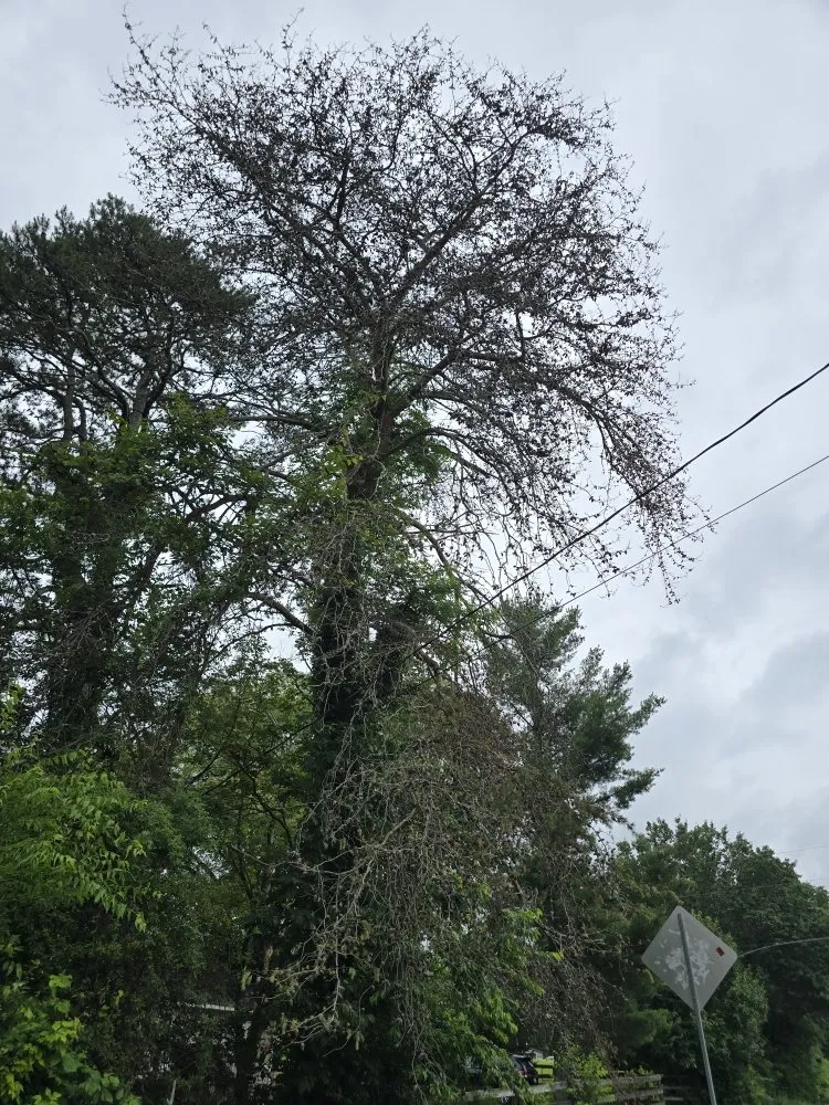 Affordable landscaping services in Rossville, GA - Bibles Lawn & Tree