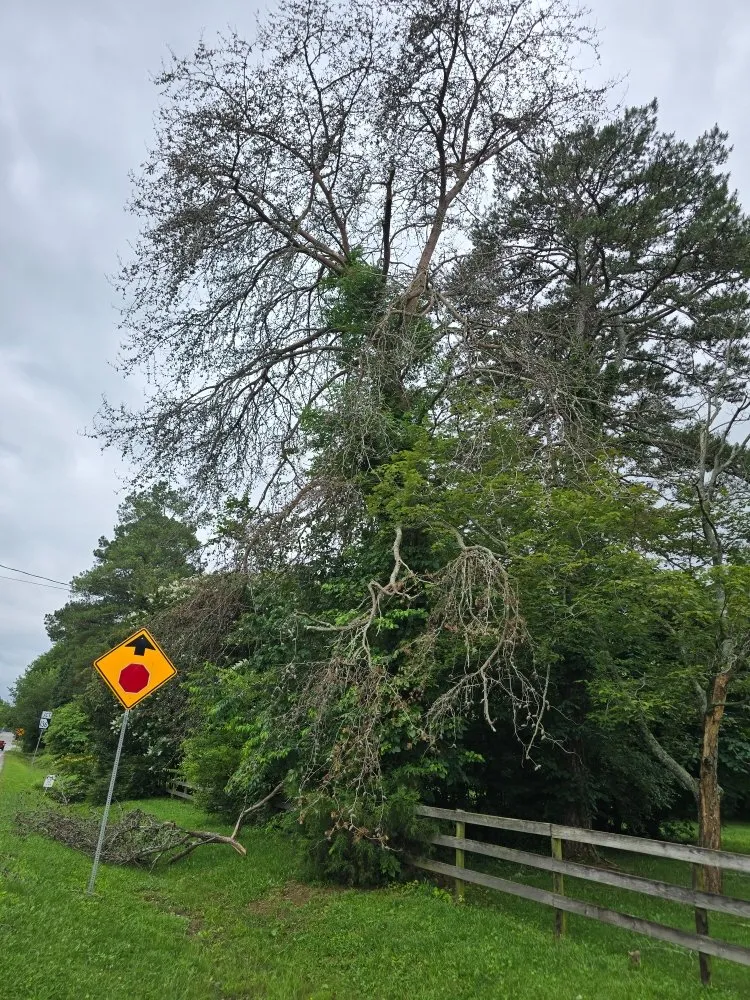 Expert lawn care service for beautiful yards across Rossville, GA - Bibles Lawn & Tree