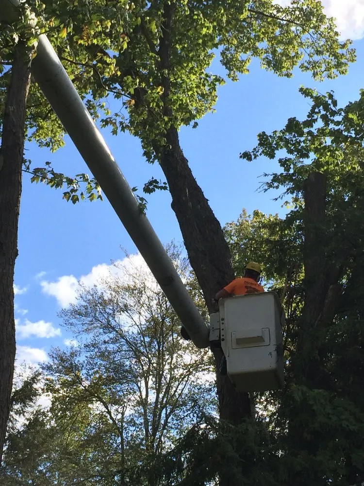 Local landscape design experts serving Fisher, PA - Bickel's Tree Service