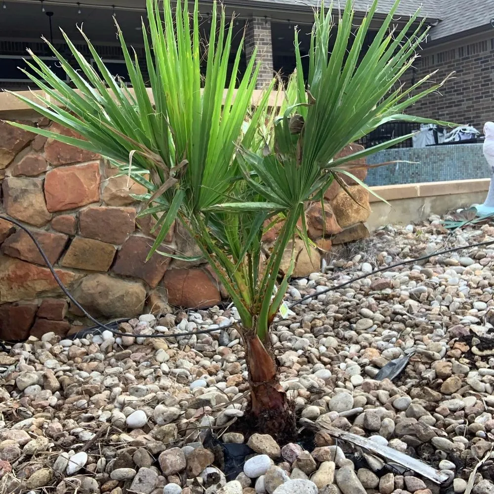 Professional residential landscaping experts serving Killeen, TX - Biels Hometown Lawn Care